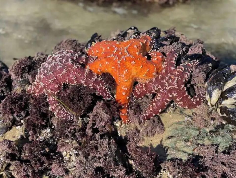 Multi colored starfish seen at the Point on  Strands Beach