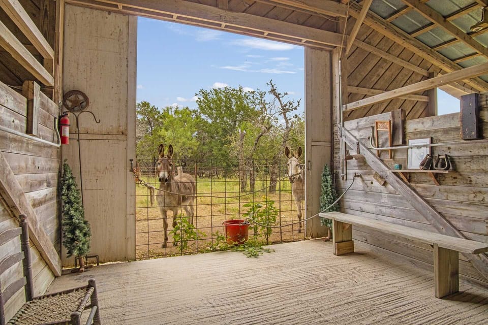 Lyle and Lovett are the handsome and photogenic resident donkeys at Doe Creek!