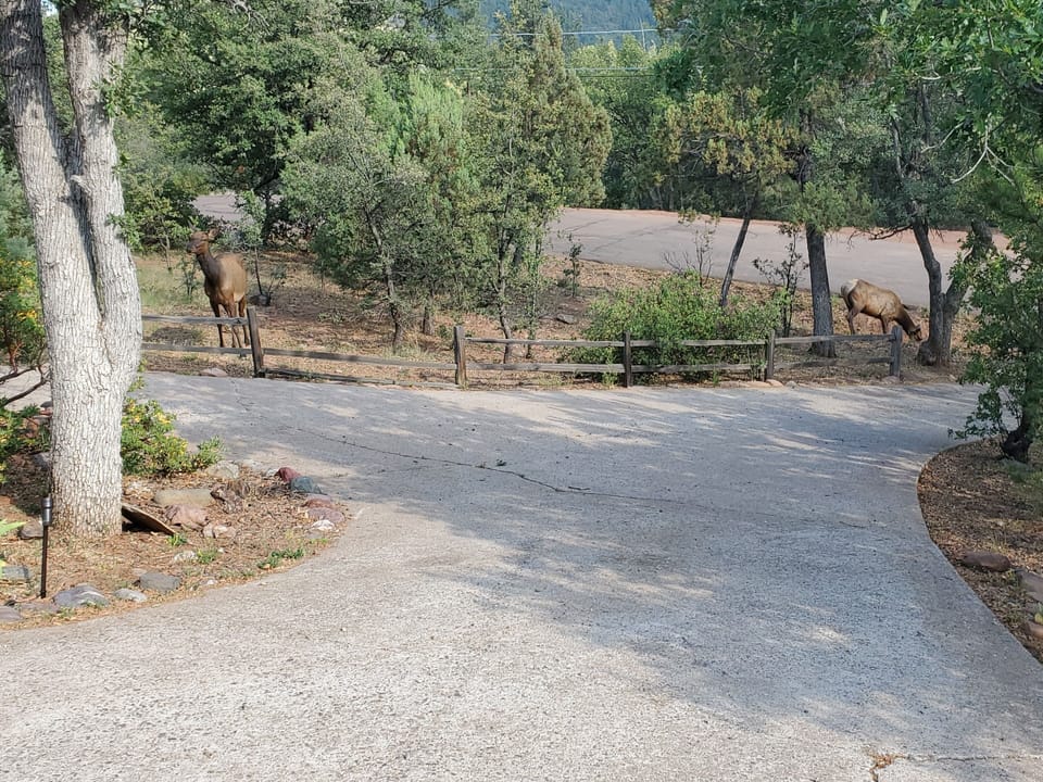 Wildlife in Driveway