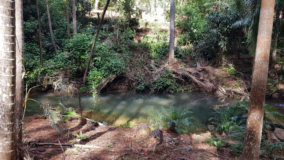 Take a plunge in the fresh water creek that runs all year round. 