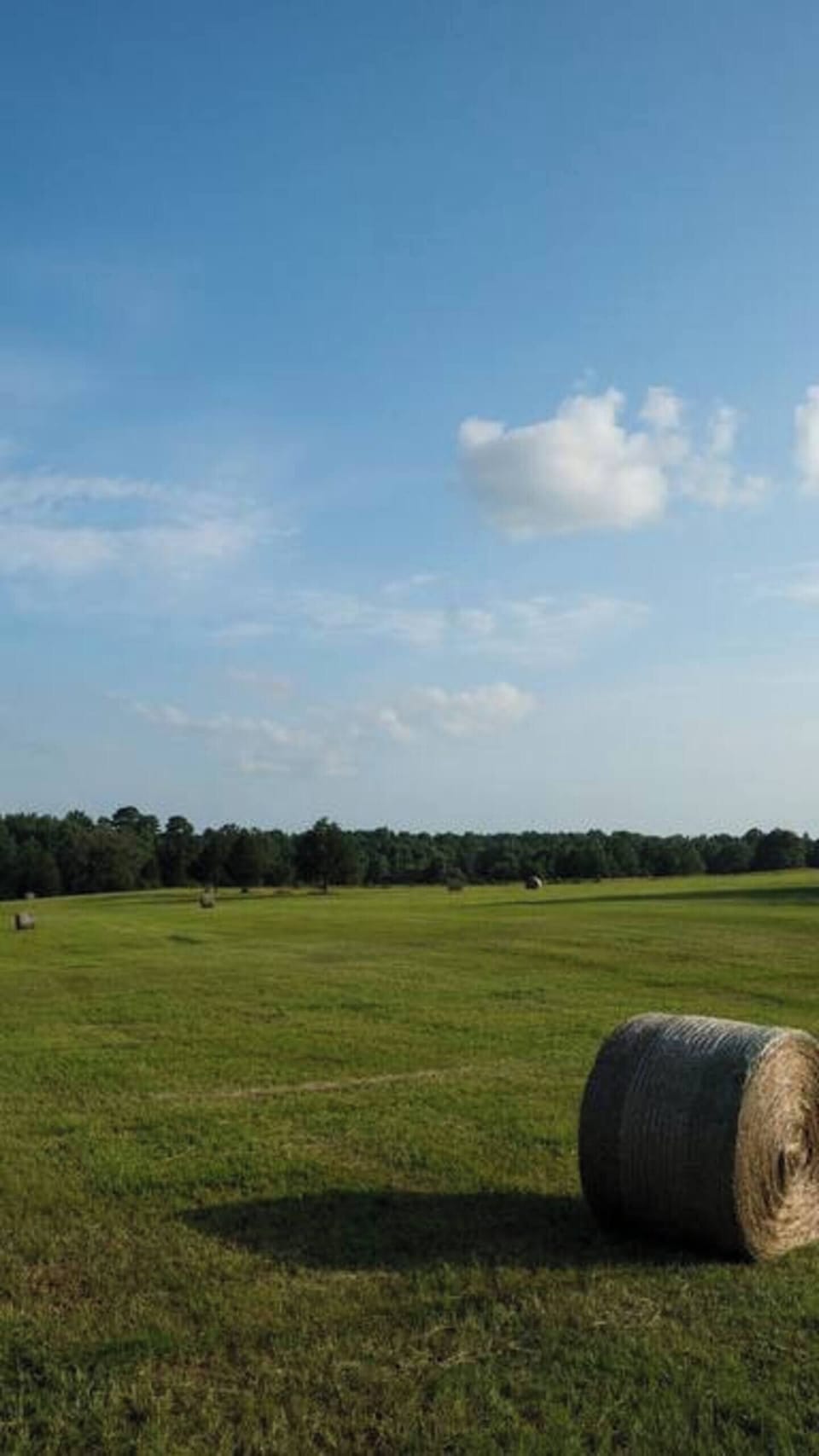 Green pastures