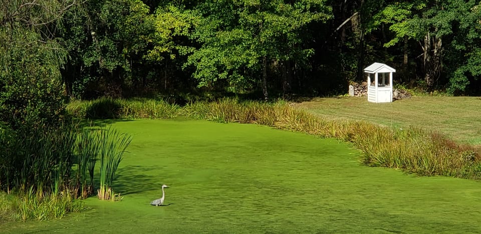 The namesake of the 'Blue Heron Watch'