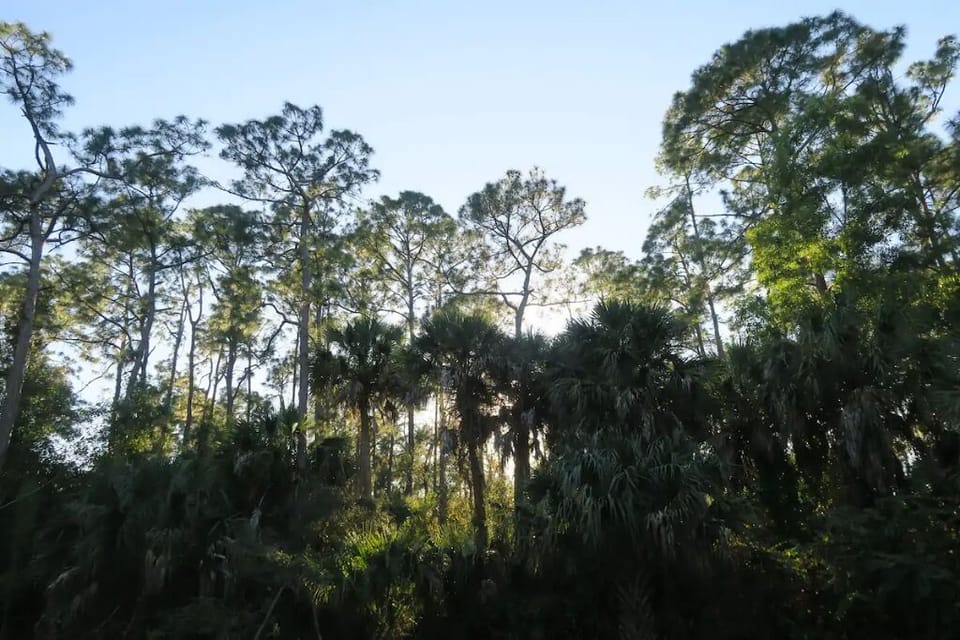 View of the Whispering Pines