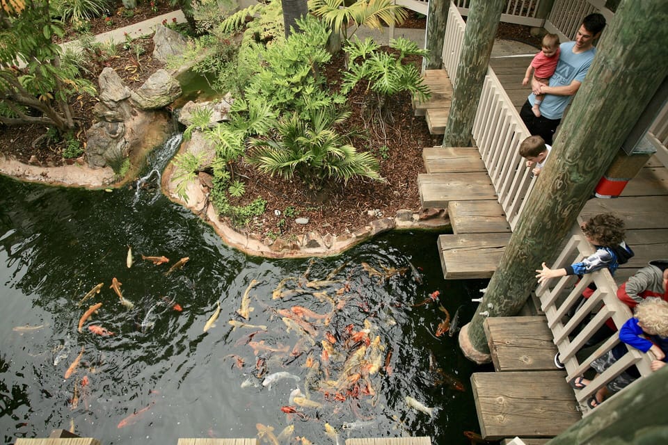 Feeding the fish in the KOI pond is a guest favorite
