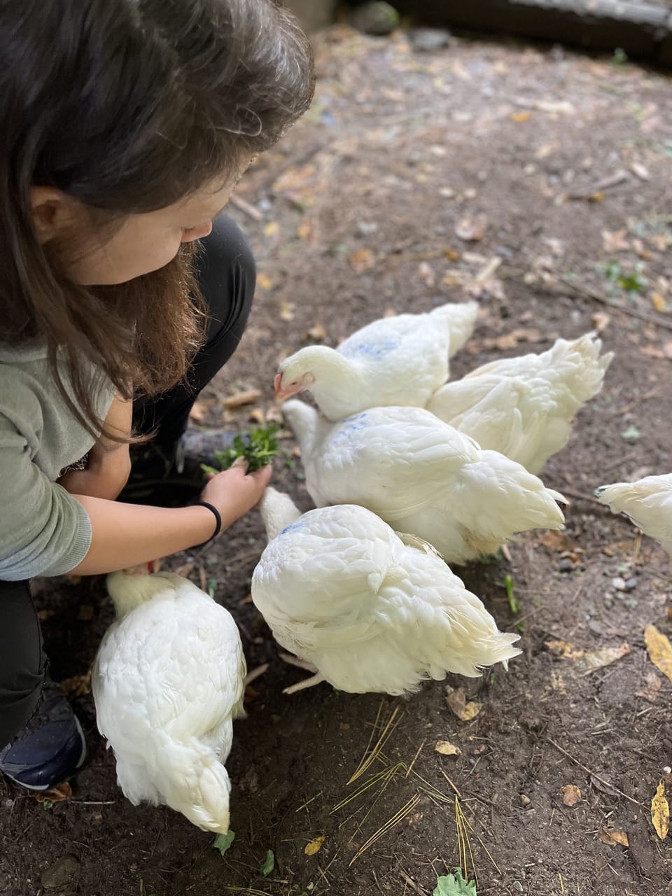 Want to feed the chickens fresh kale from our garden? 