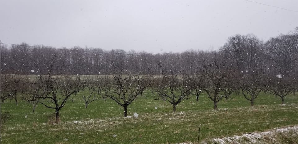 Apple orchard across from the resort