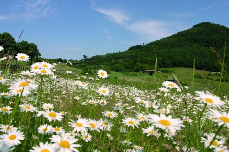 Region [summer] (>5 km)