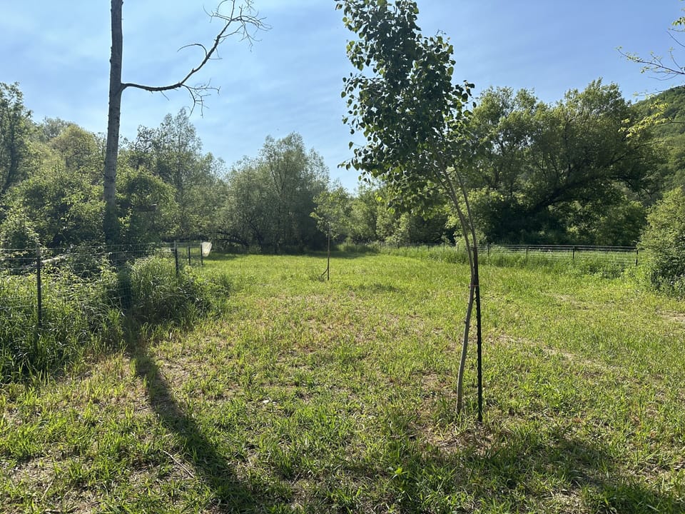 Dog Park