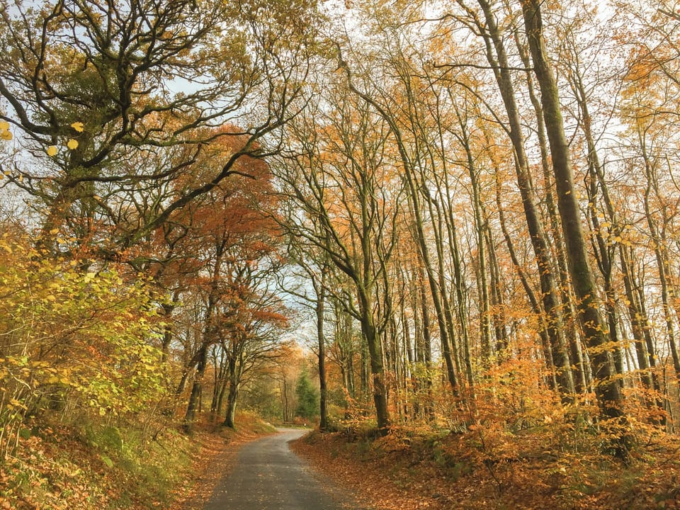 Autumn time in a woodland walk minutes from the cottage | Brook House, Bassenthwaite