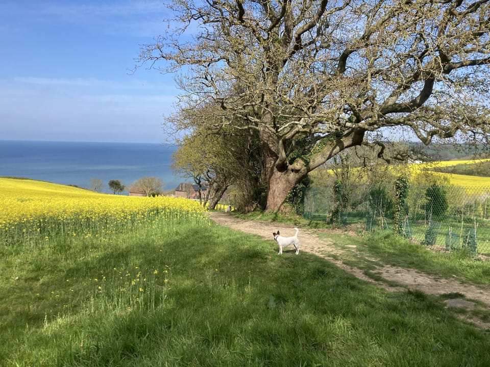 rapeseed field in front of the sea