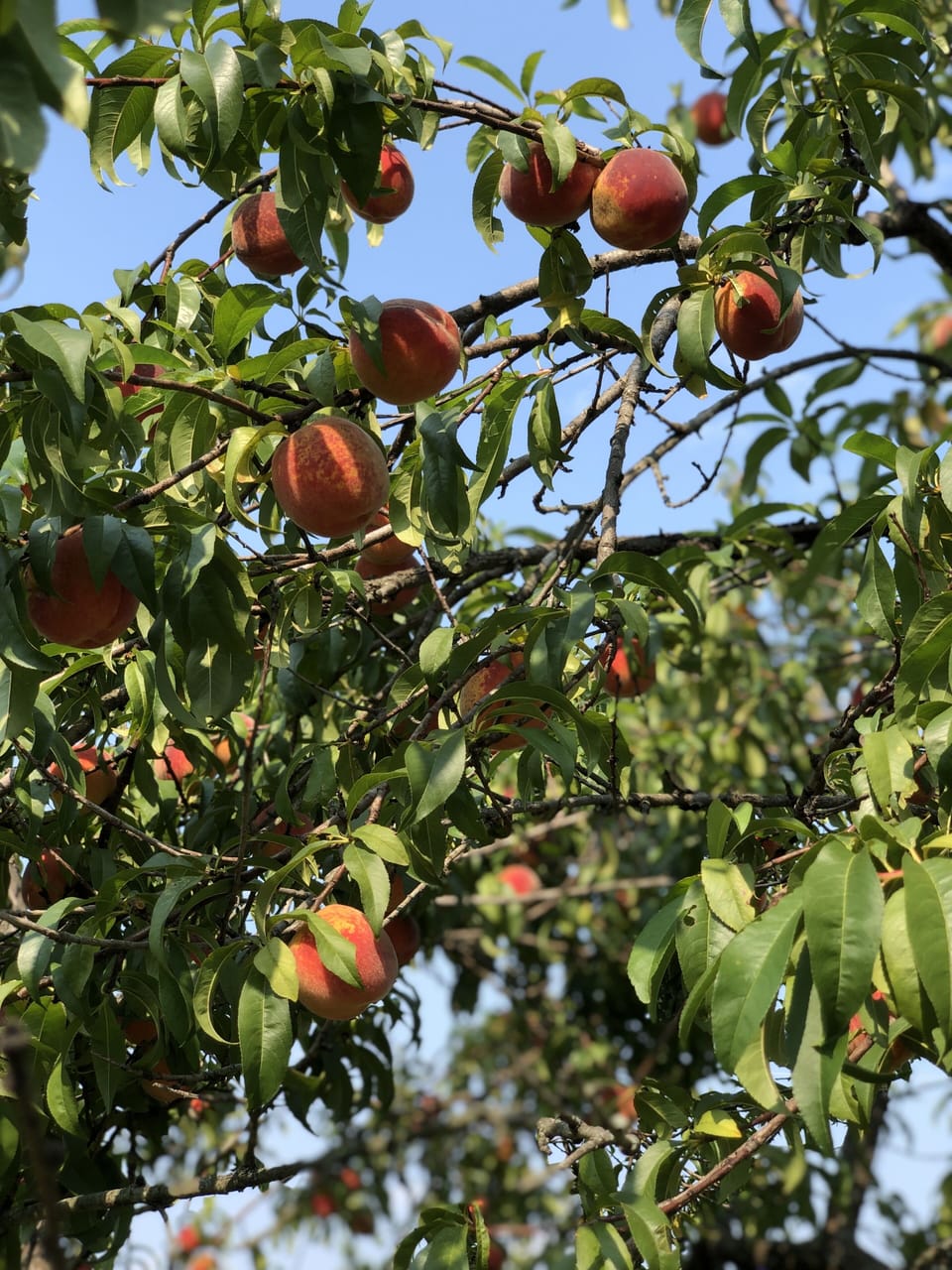 Peaches, apples or pears anyone? 