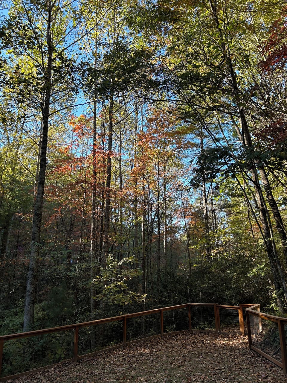 The peaceful backyard is surrounded by trees