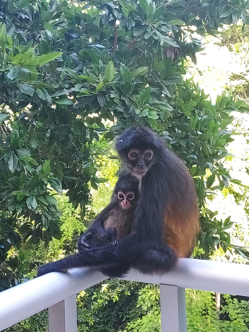 Evening visitors at the balcony