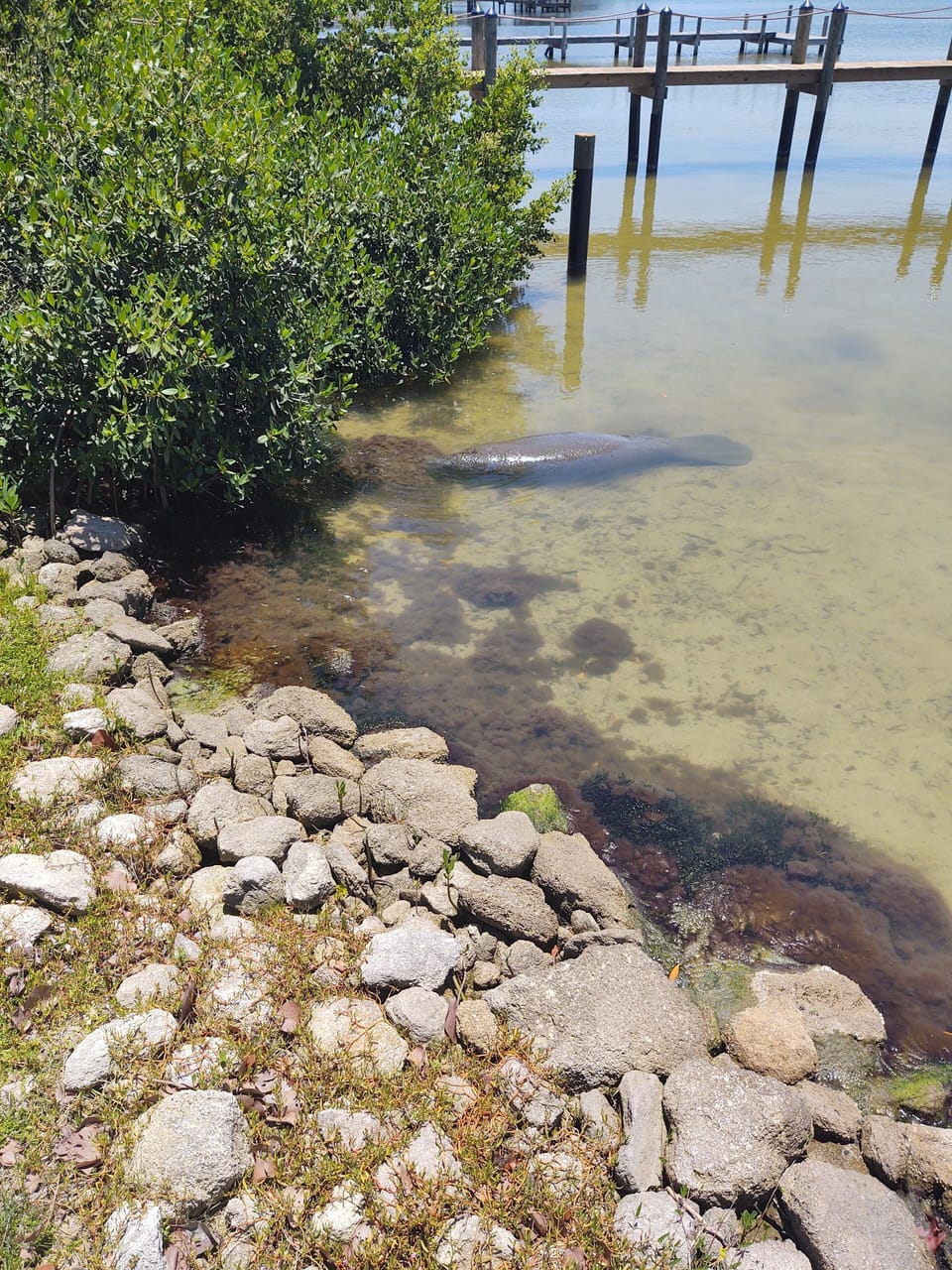Baby Manatee feasting on the rocks.  This photo was taken from the 500 ft dock.
