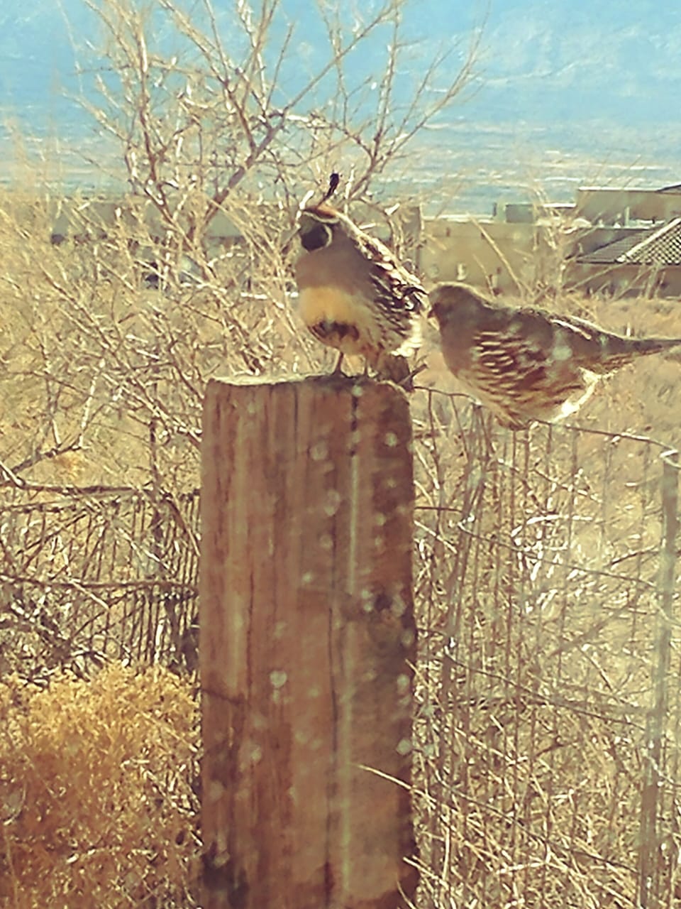 Wildlife - Quail