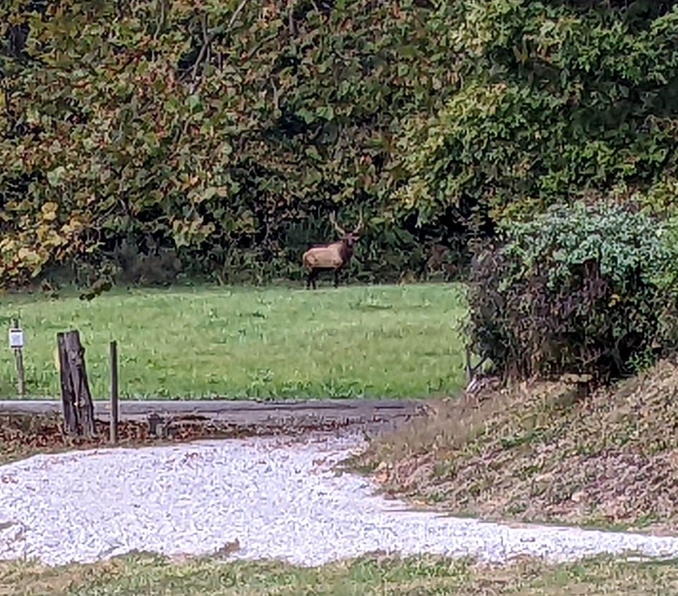 Elk in Field next to House