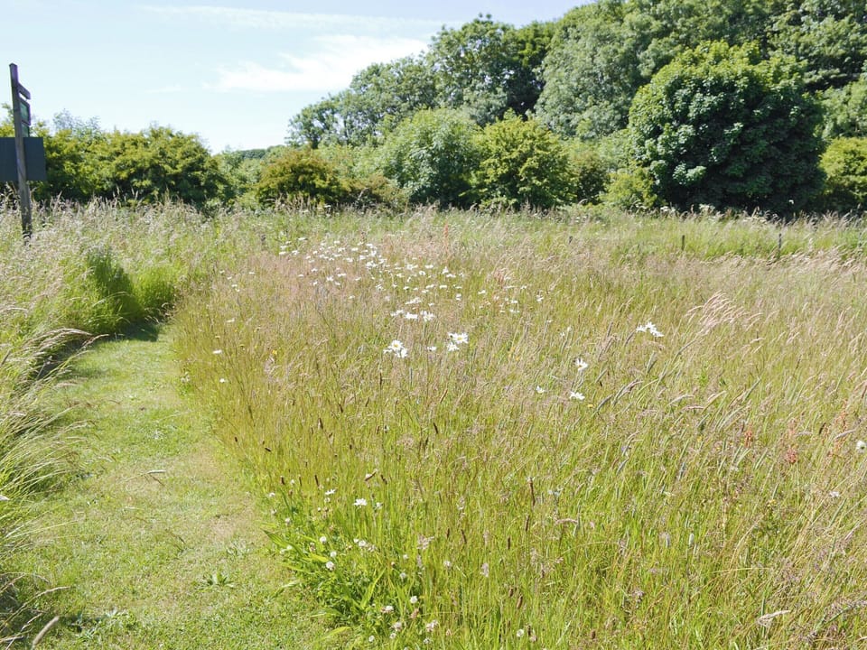 Local wild-flower meadow | Crab Cottage, Danes Dyke near Flamborough