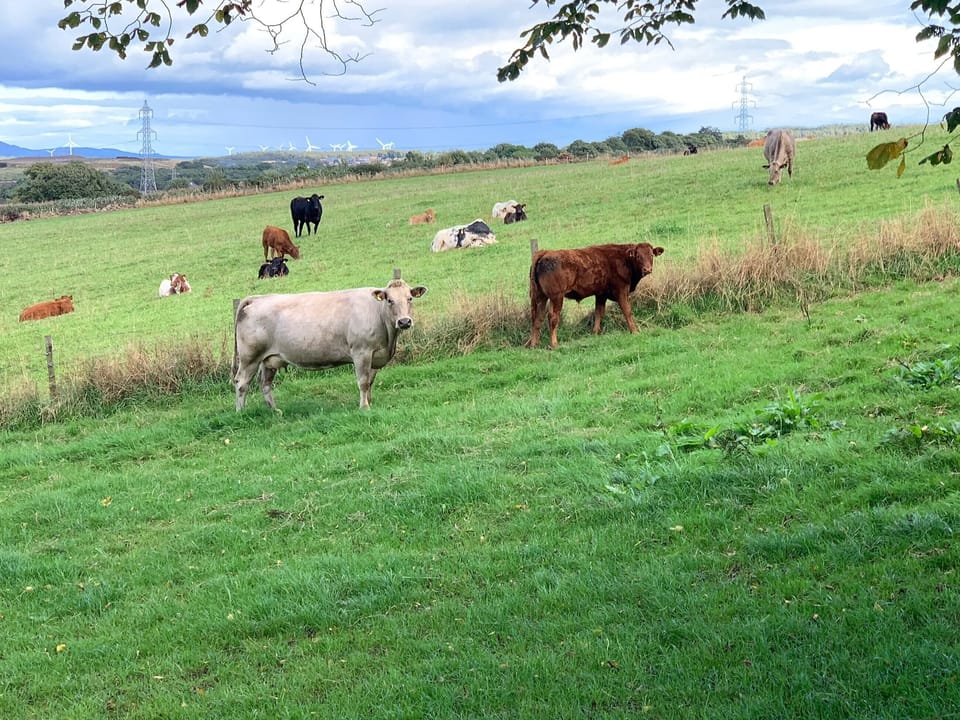 View | Meadow View, Lochgelly