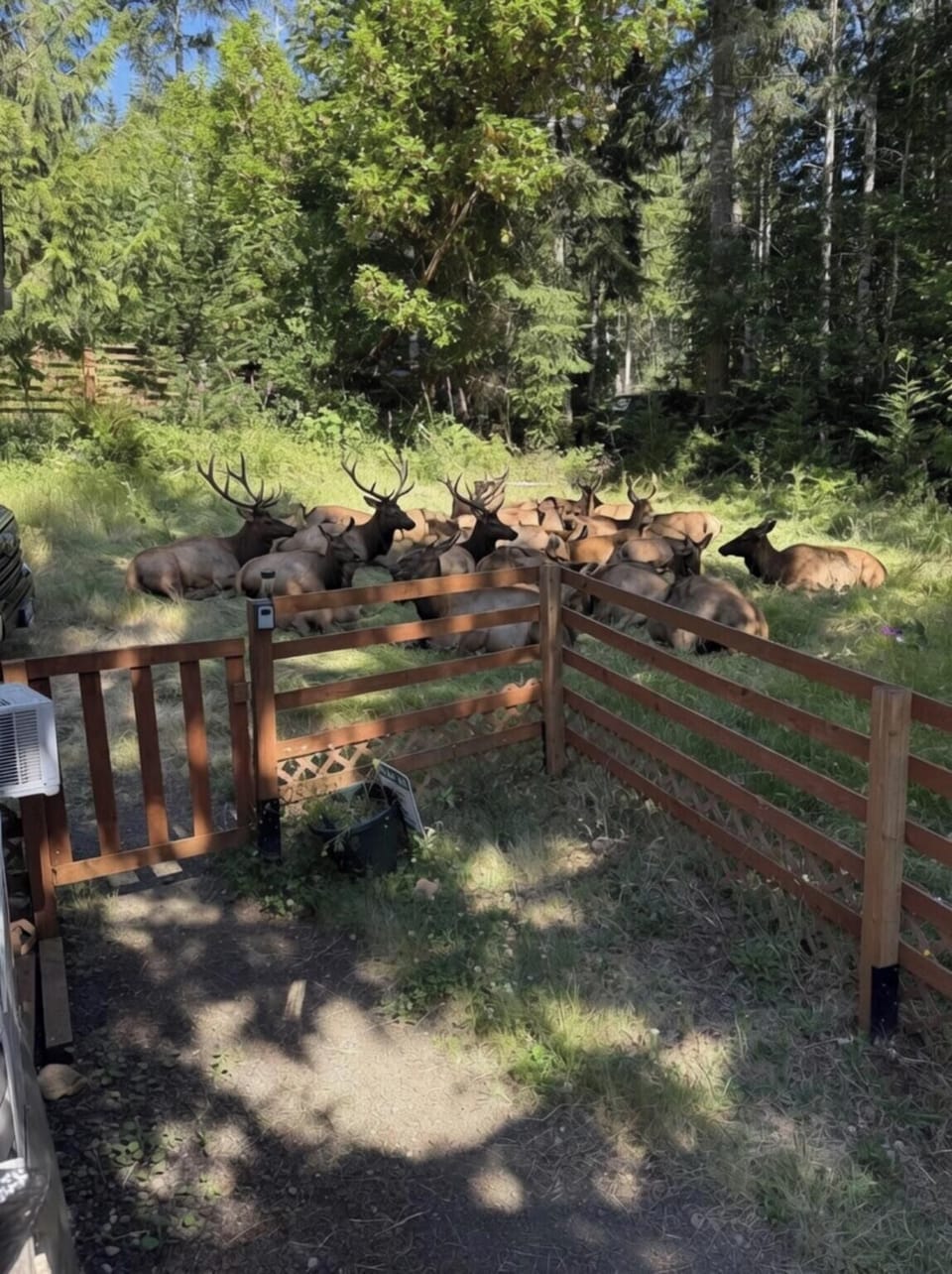 Elk bedding down in the side yard!
