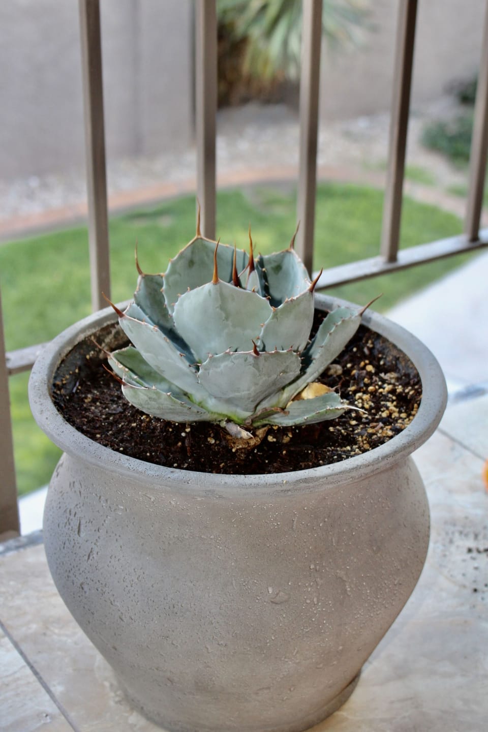 Wild Agave! 
