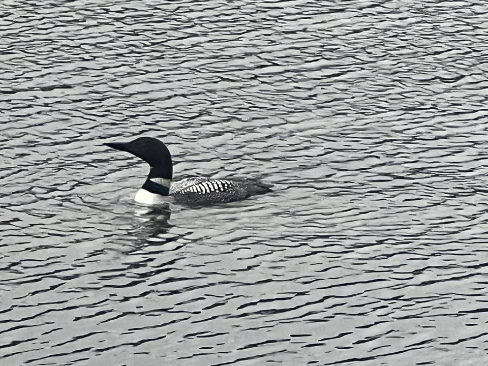 You might even get a chance to see some of the local wildlife 