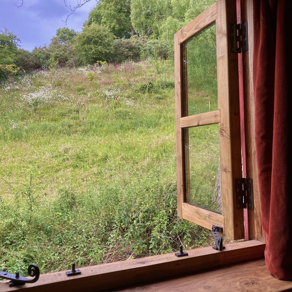 View out of the other bedroom window into our wildflower meadow