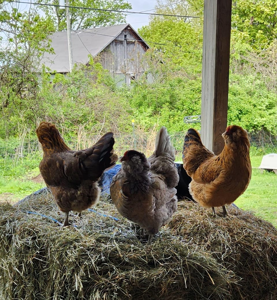 The girls! The egg layers :)