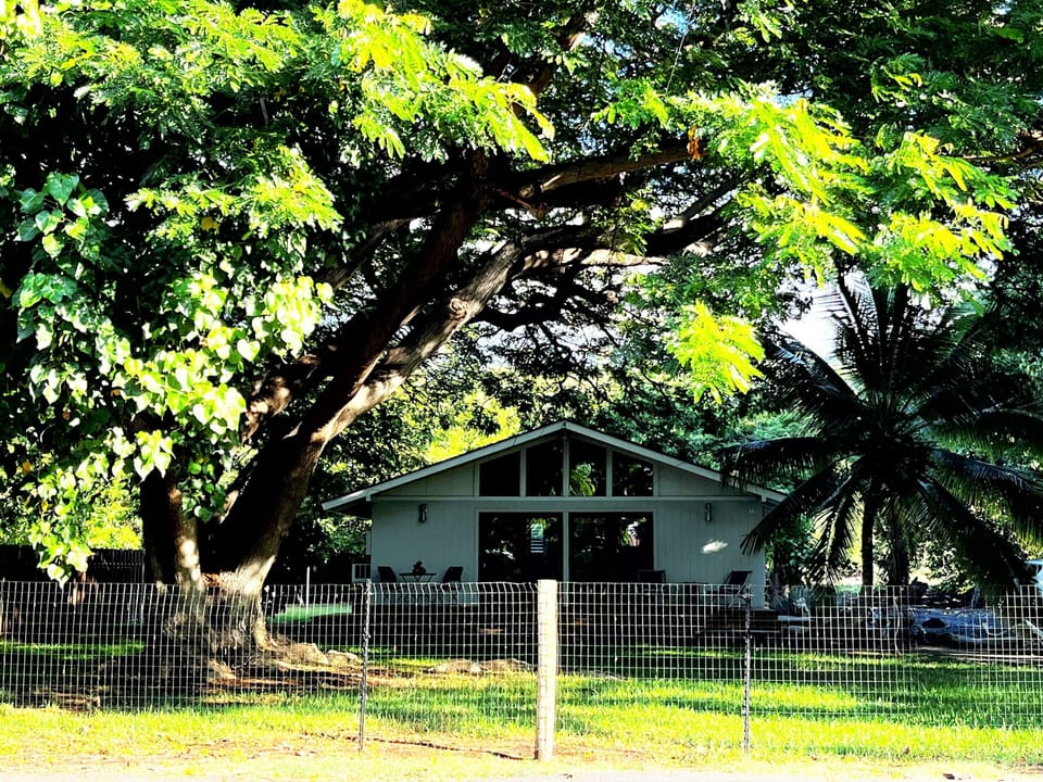 Large front yard, set back from street, beneath monkey pod tree. 