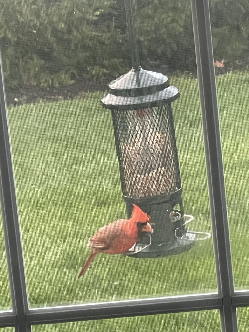This cardinal visit the feeder occasionally
