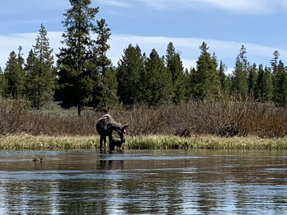 Moose!  Spotted on the beautiful Snake River, 10 minutes drive from cabin.  
