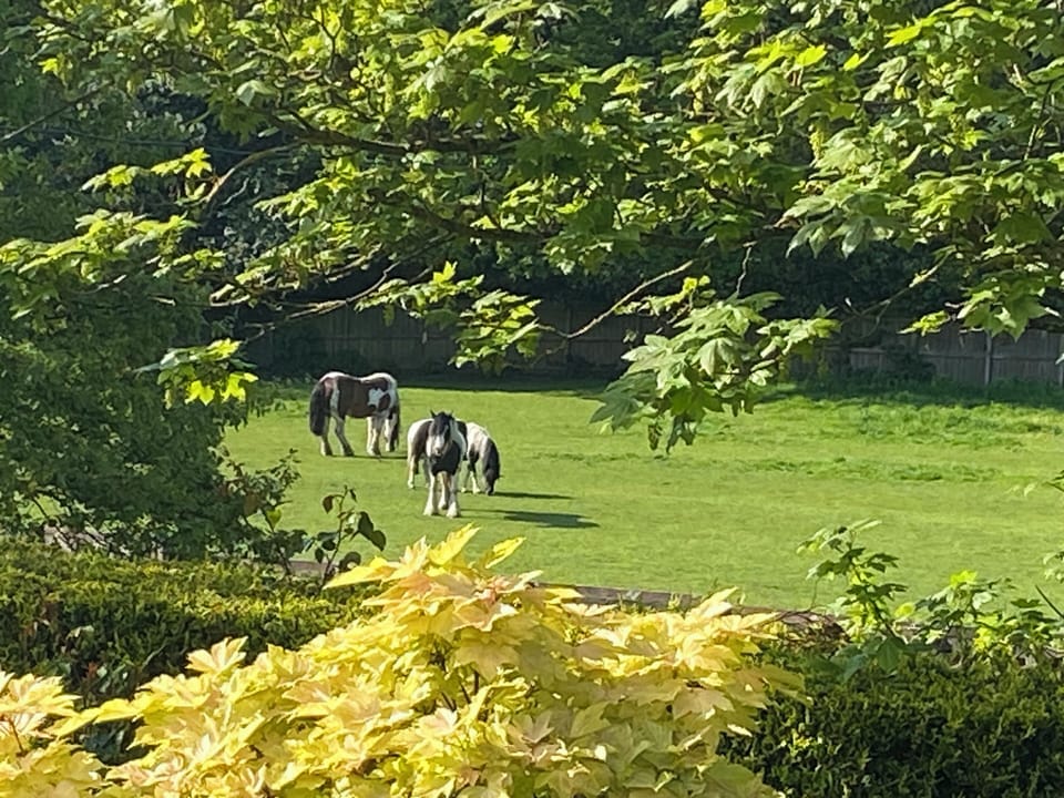 Fields with horses can be seen from the house with the Beamish Woods behind