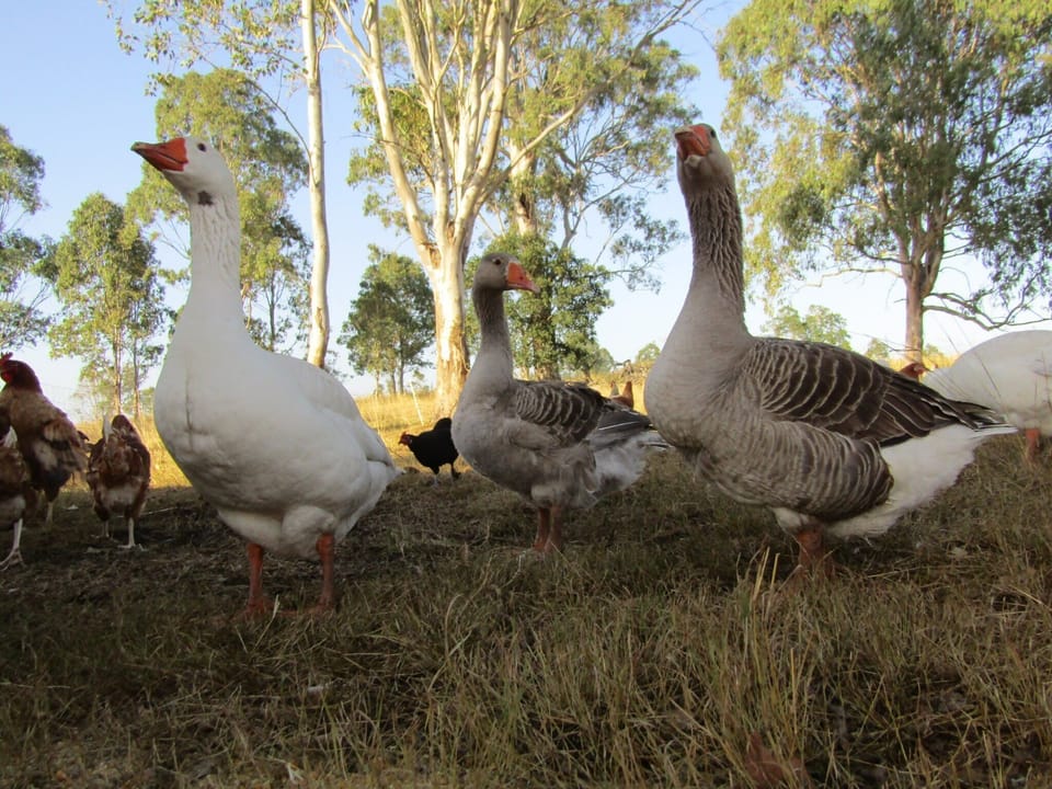 Learn about what important role our geese play on the farm. 