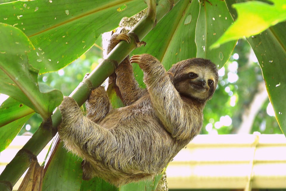 Jungle Tree House borders our 2.5 Hectare Private Preserve.  Animals abound!