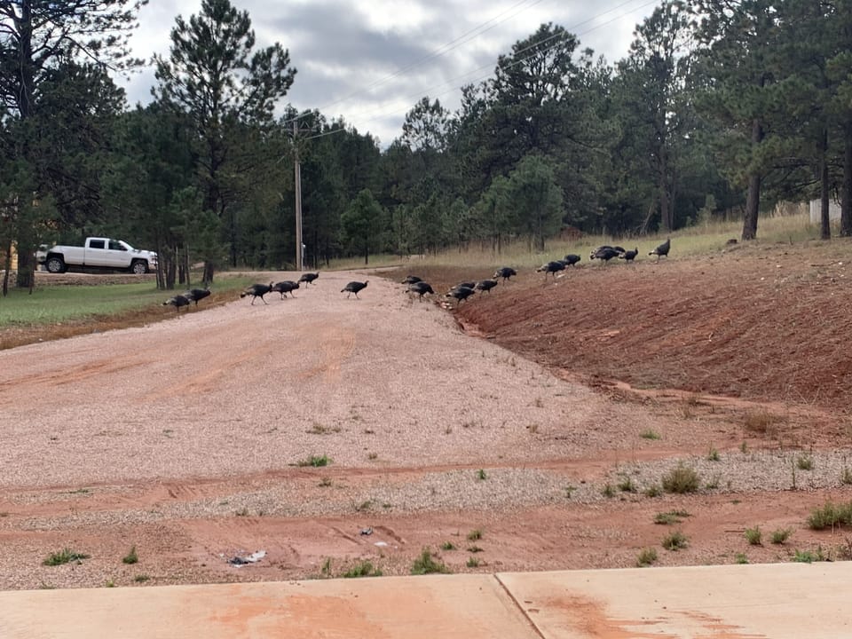 Turkeys!!!