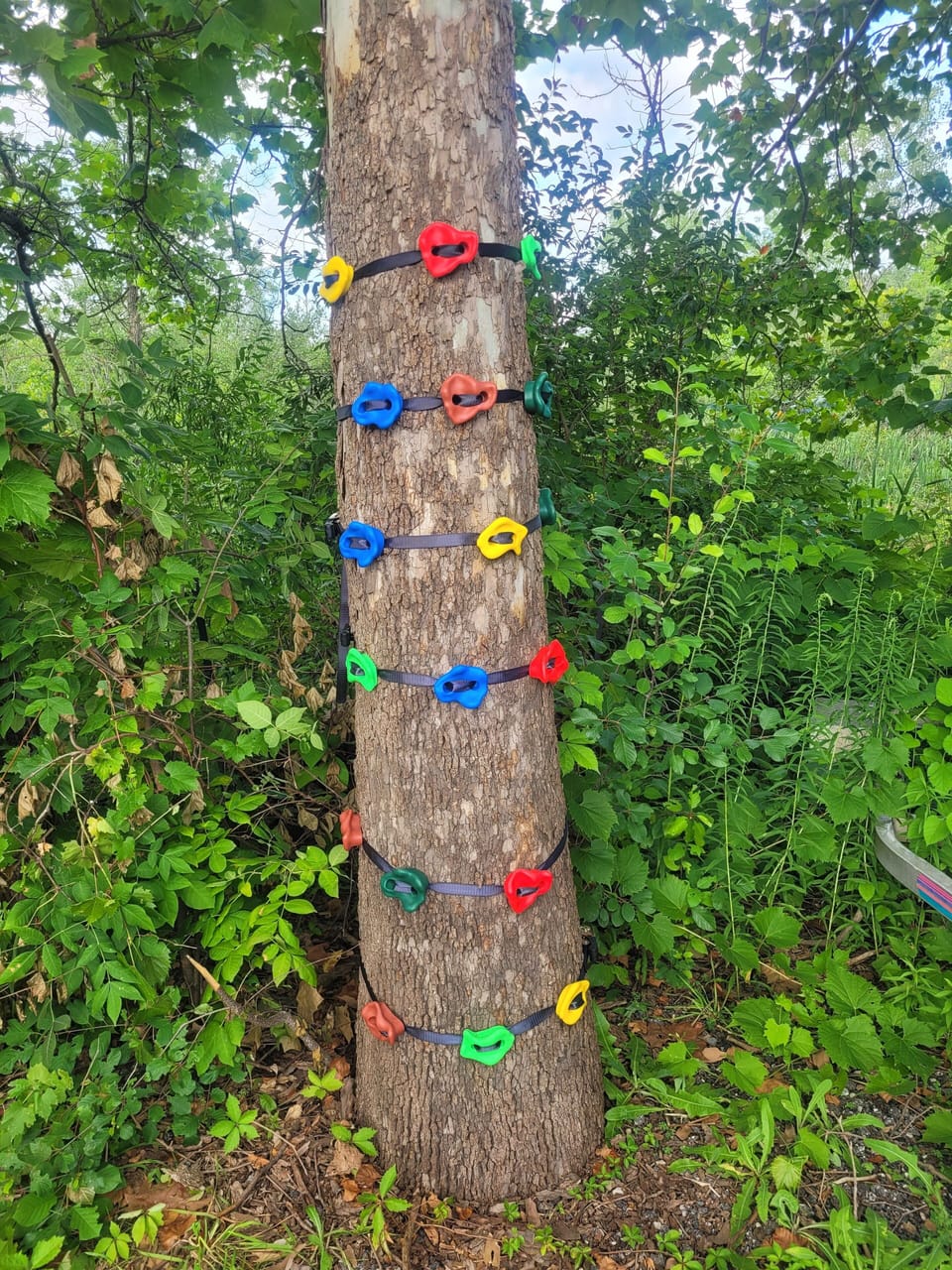 Climbing wall tree!