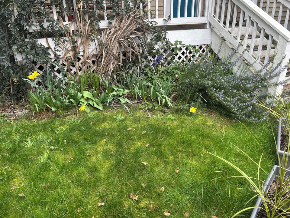 Front porch with small lawn and blooming daffodils
