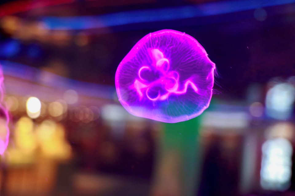Glowing jellyfish floats in colorful aquarium backdrop
