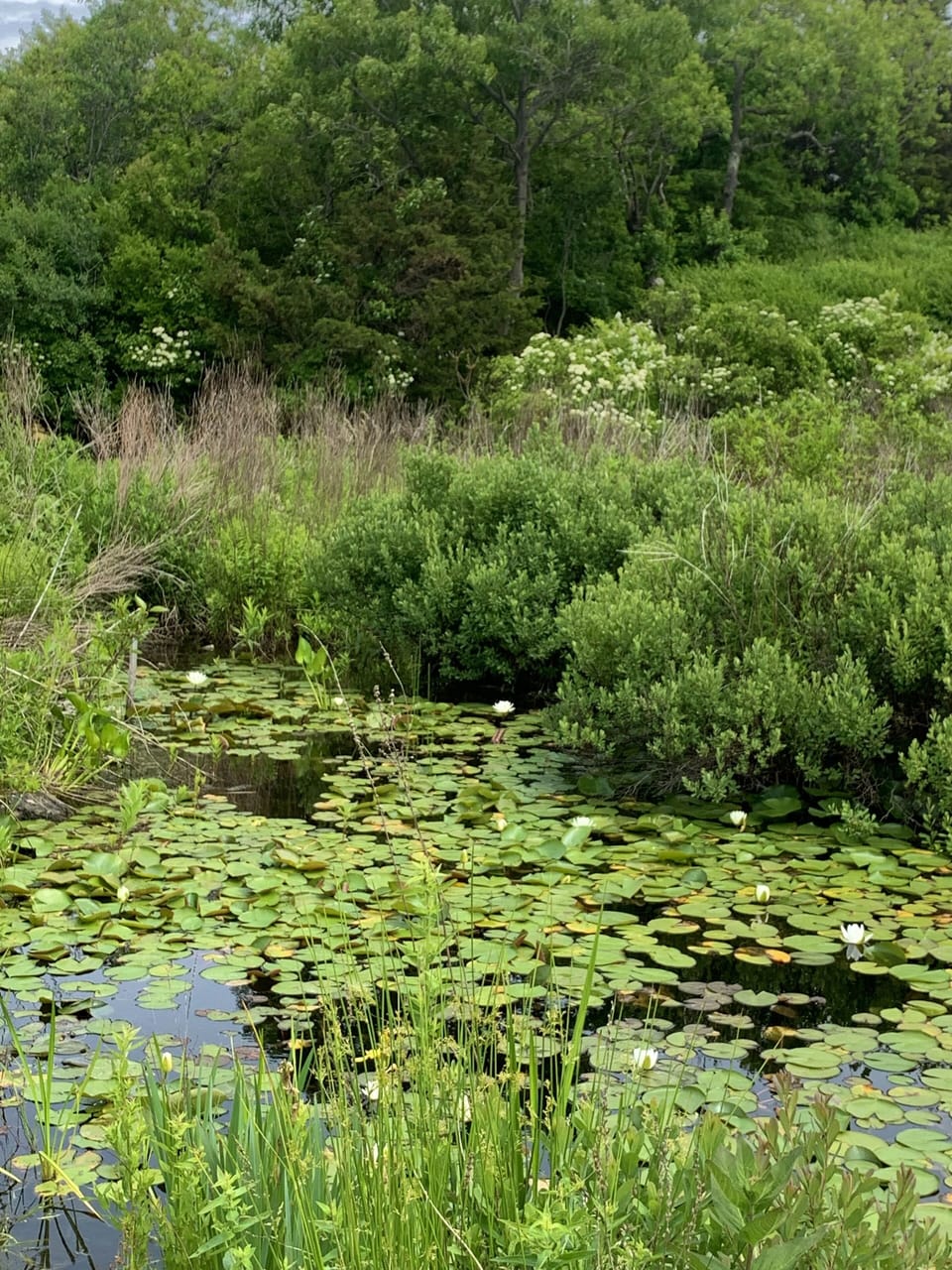 One of the estate's many rich micro-ecosystems: the lily pond.