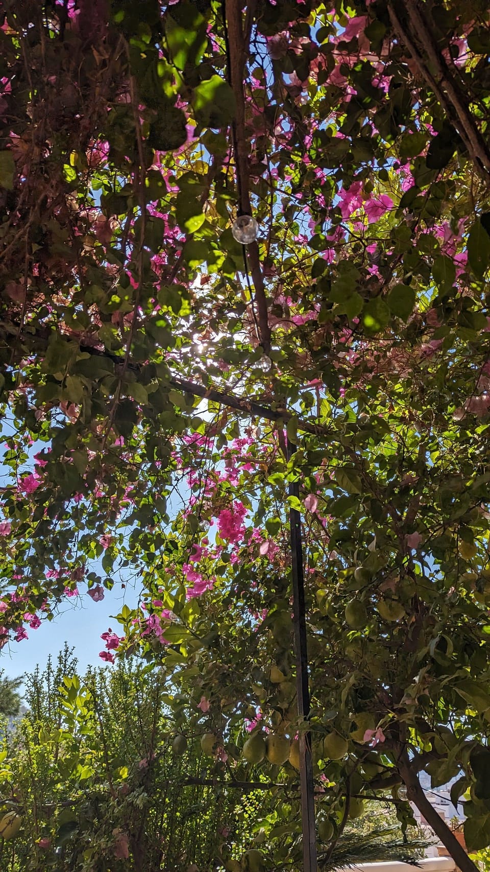 Sunlight filters through a canopy of bougainvillea and green leaves.