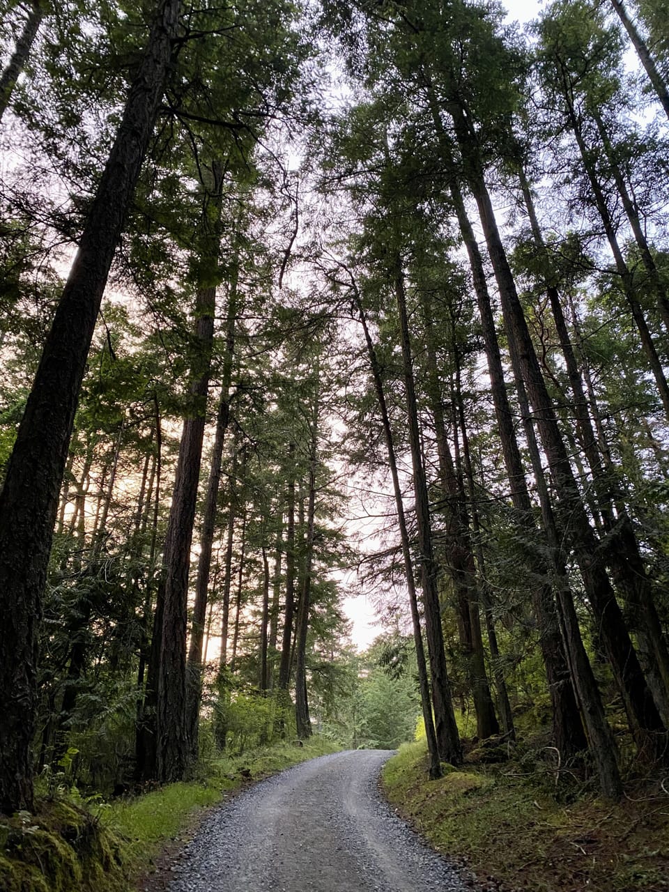 Meandering driveway through the woods to the house/suite