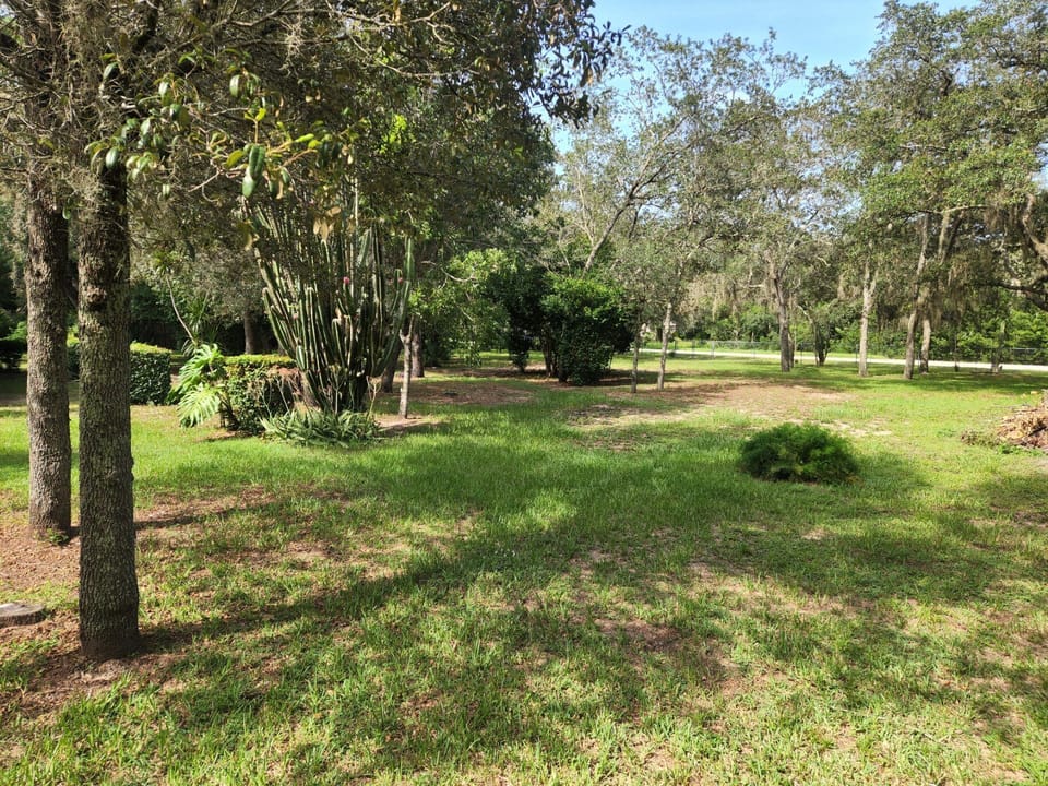 Back yard