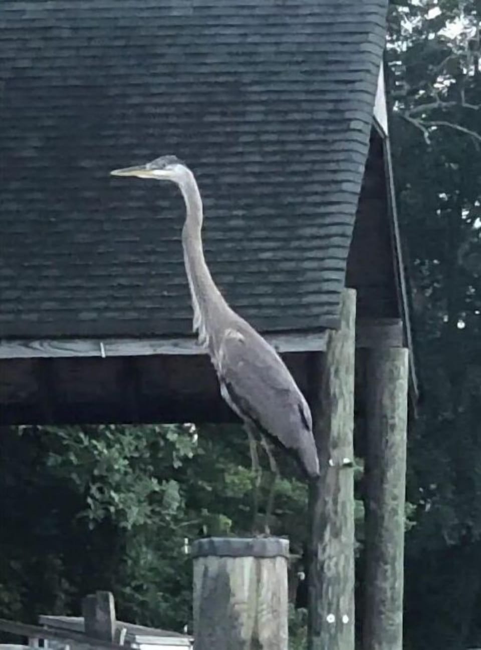 Plenty of Chesapeake wildlife 