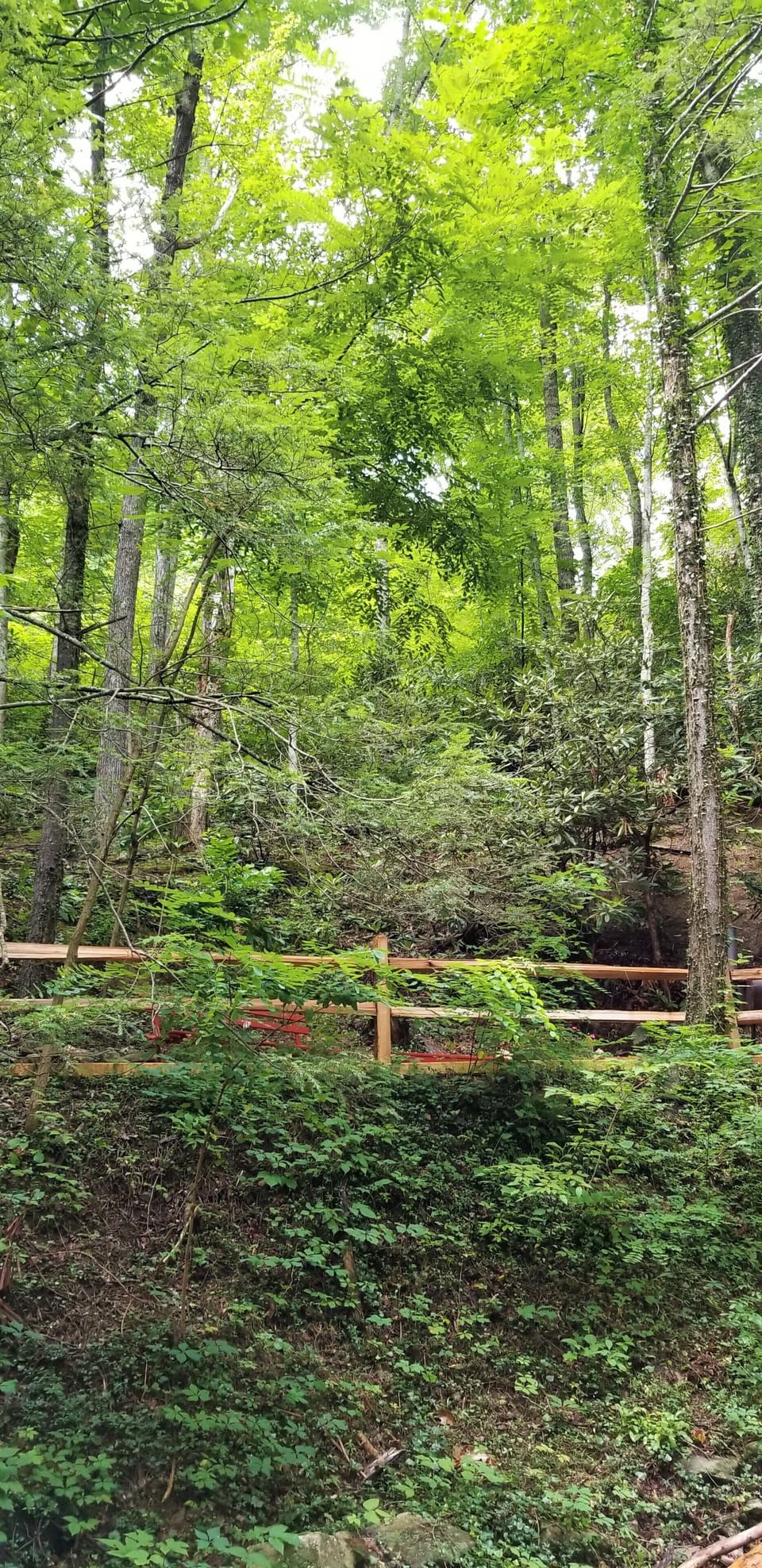 For the Good Times cabin is nestled in wonderful mature trees of the Smokys