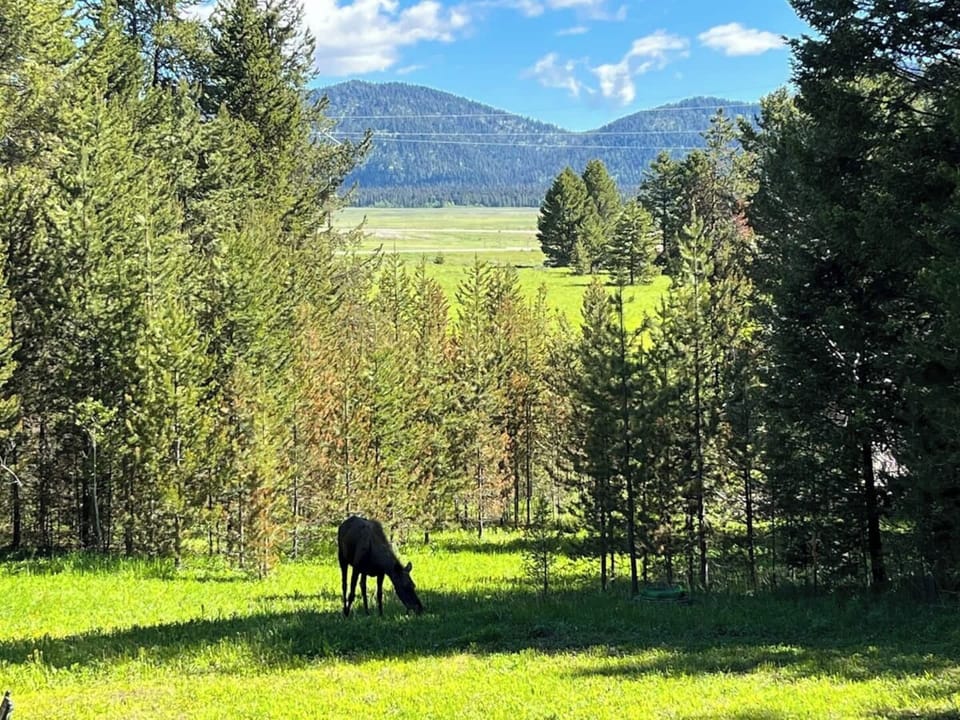 Moose and Wildlife