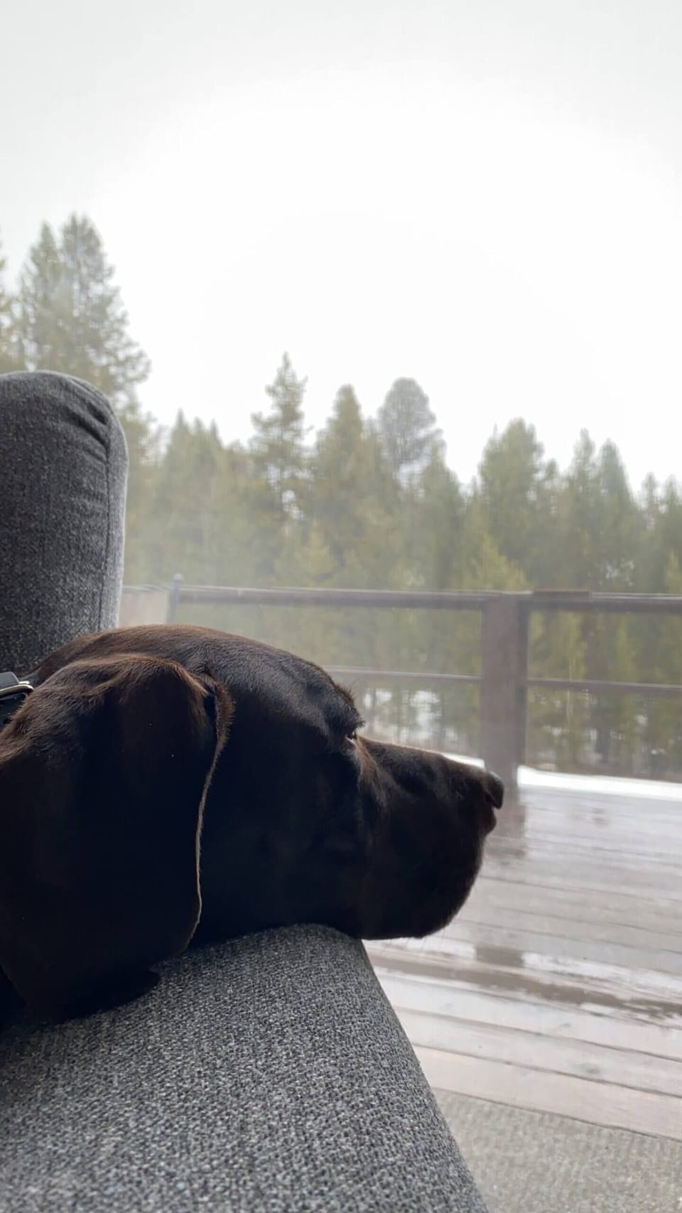 Dogs Welcome!