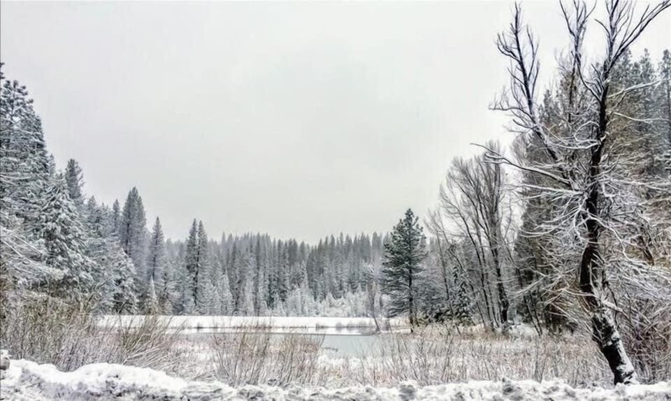 White Pines Winter