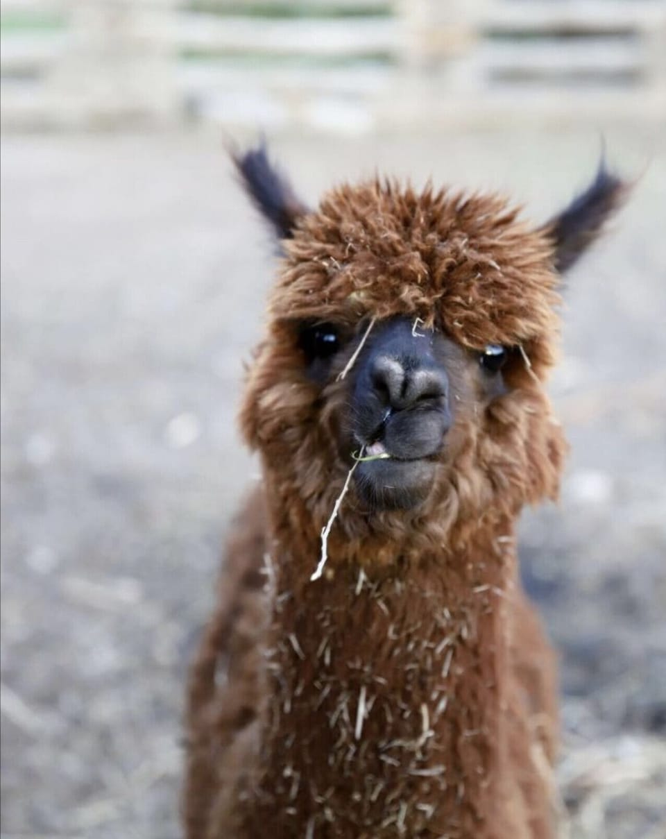 Alber, the alpaca