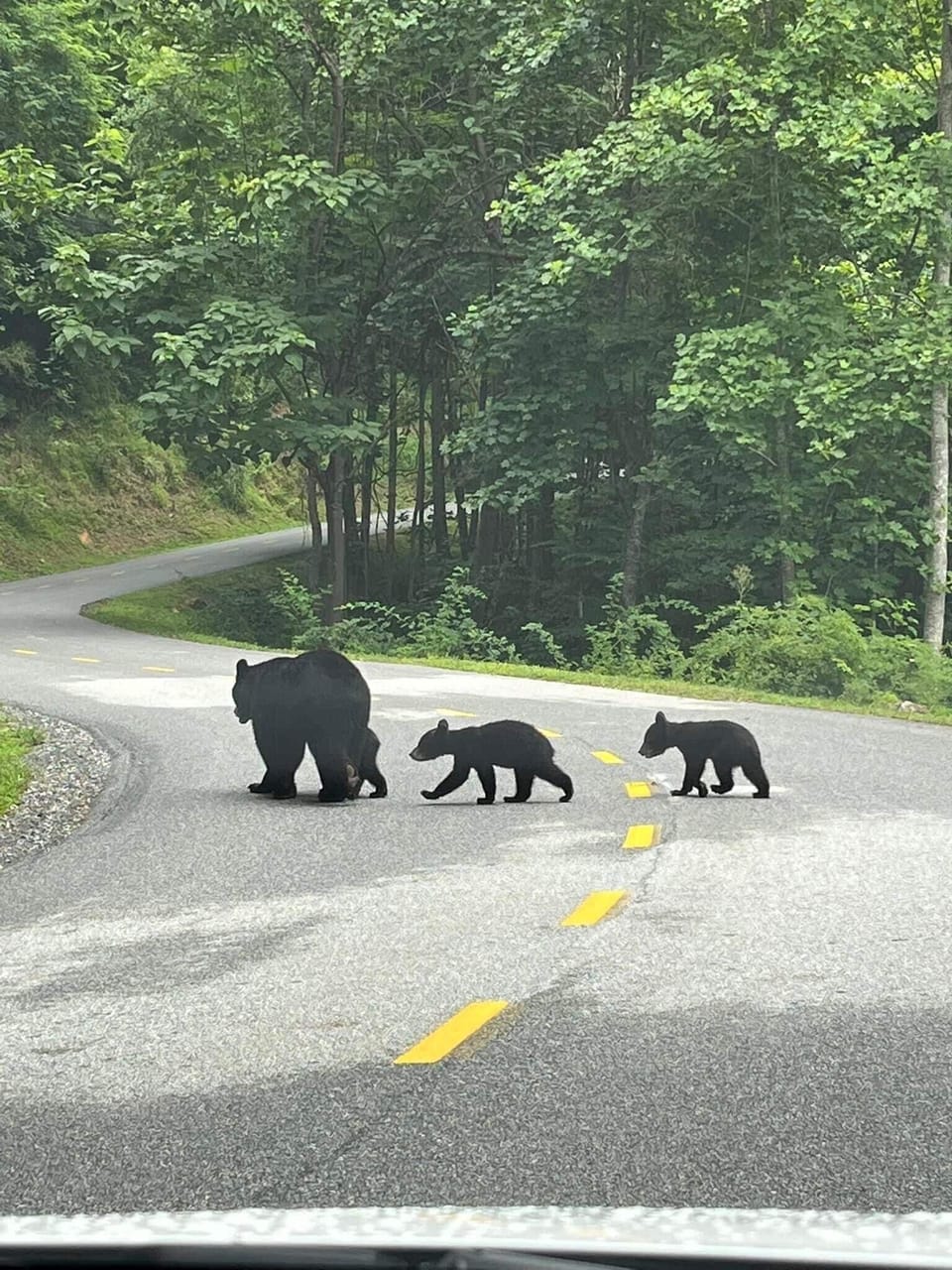 Local Wildlife 🐻