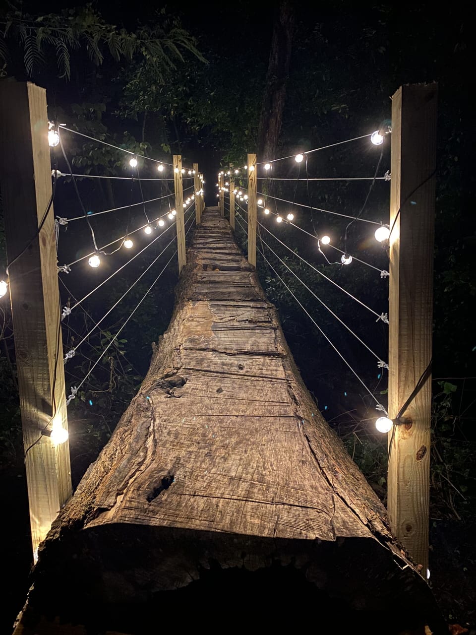 The lighted tree bridge at night.