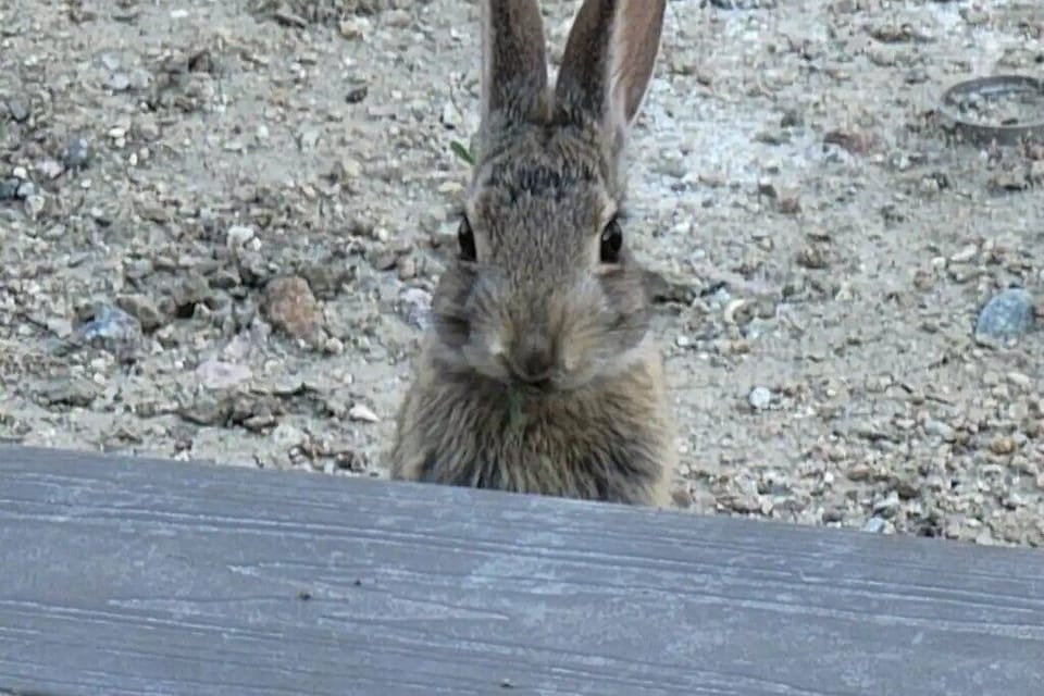 Picture of one of the wild bunnies that live under the shed in the backyard.